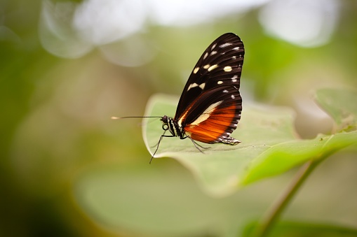 A tiger longwing butterfly, Heliconius hecale, on a plant.
