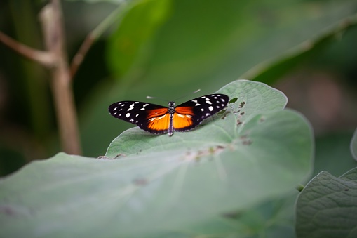 A tiger longwing butterfly, Heliconius hecale, on a plant.