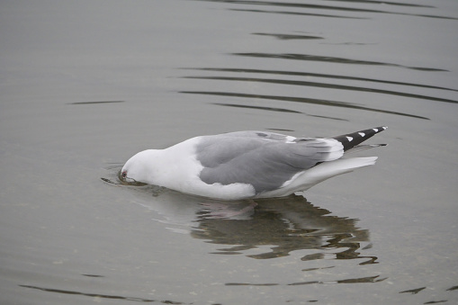 An isolated seagull in the waters of Cowichan Bay on Vancouver Island in British Columbia, Canada.