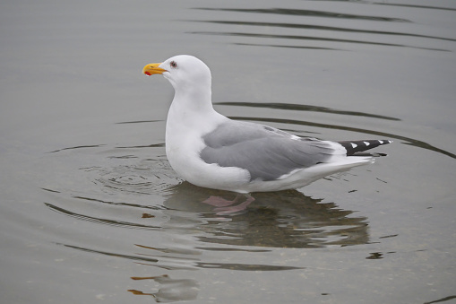 An isolated seagull in the waters of Cowichan Bay on Vancouver Island in British Columbia, Canada.