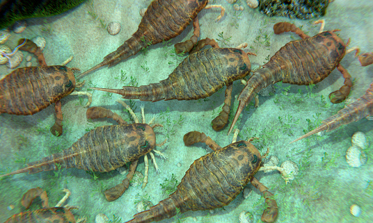 An illustration of Eurypterids gathering on a seafloor. Eurypterids are related to arachnids and include the largest known arthropods to have ever lived. They were formidable predators that thrived in warm shallow water, in both seas and lakes, from the mid Ordovician to late Permian (460 to 248 million years ago).