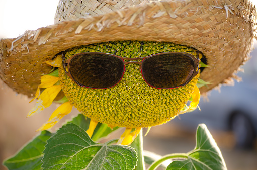 Girasol en flor en pleno mes de verano con gafas y sombrero de paja. Campos de Castilla y León. España.