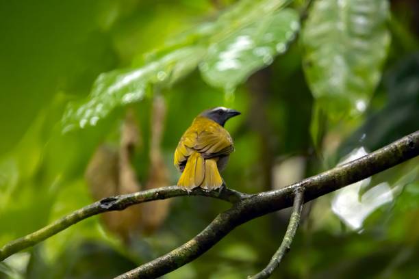 istock Buff-throated saltator, Saltator maximus, on a branch 2146654003