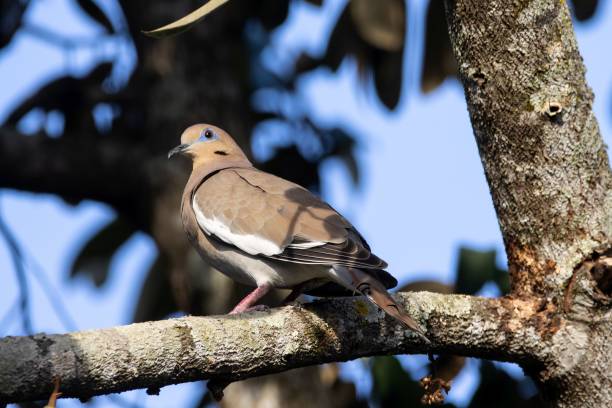 istock White winged where, Zenaida asiatica, in a tree 2146657578