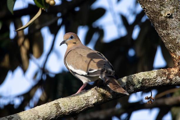 istock White winged where, Zenaida asiatica, in a tree 2146657582