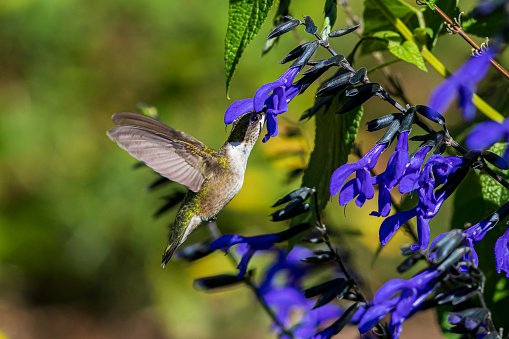 closeup, summer, nature