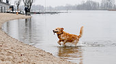 Golden Retriever Jumps Out Of Water With Stick In Mouth