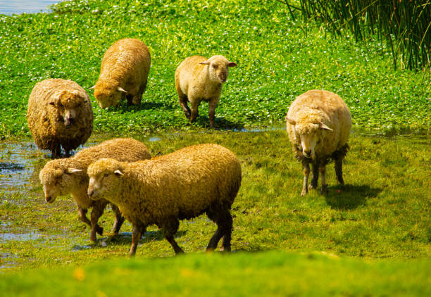istock Sheeps in lake Titicaca 2146673415