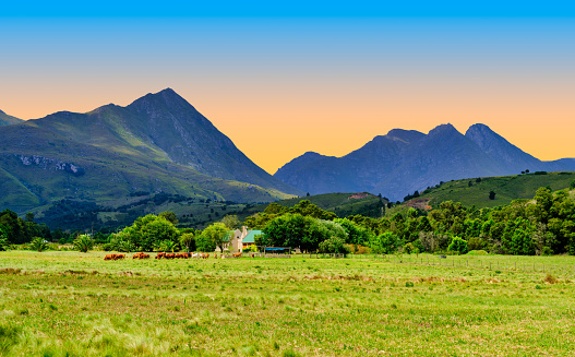 Farmhouse, cattles in a beautiful countryside with breathtaking mountain view at sunset, Swellendam, Western Cape, South Africa