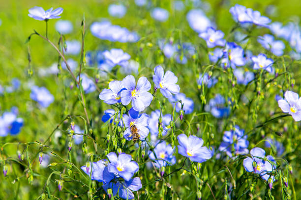 Flax is one of the oldest cultivated plants (Gemeiner Lein) with a bee
