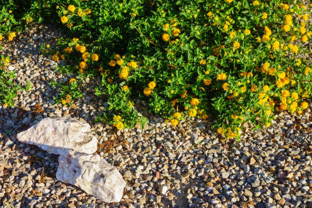 istock Gold Lantana Camara in Xeriscaping 2146679643
