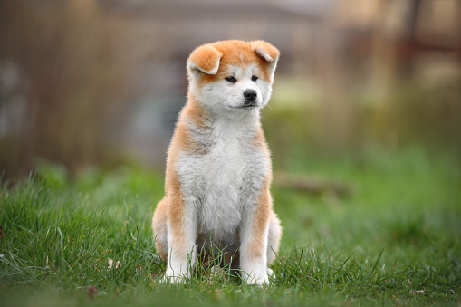 A winking white Shiba Inu dog on a bokeh lights background. Space for copy.