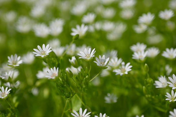 istock white flowers on green background as background, macro white daisies 2146697460