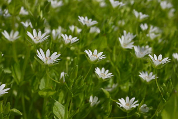 istock white flowers on green background as background, macro white daisies 2146701266