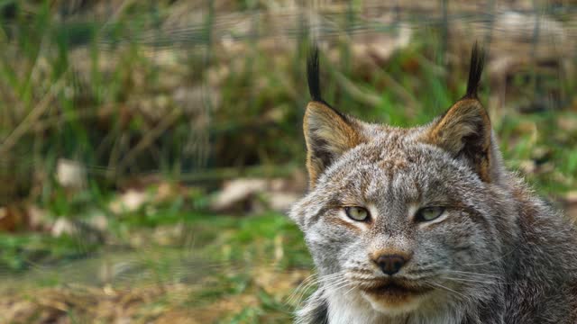 Close up of a canadian Lynx cat
