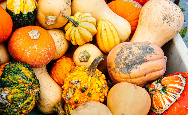 istock Squash and Gourds Shapes and Colors 2146711487