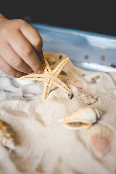 istock A child studies sand and shells, an idea for an activity with a child 2146726883