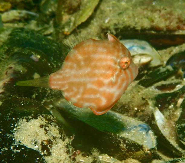 istock Southern Pygmy Leargerjacket Fish Port Phillip Bay 2146734433