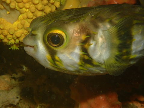 Close up globe fish Port Phillip Bay Victoria