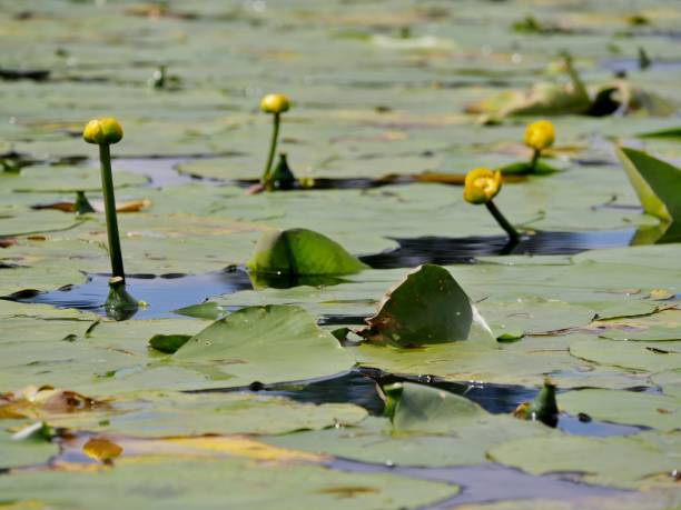 istock Waterlily in the Summer on the River 2146757836