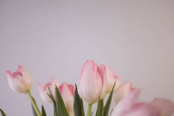 Smooth petal pink tulip bouquet on a grey background