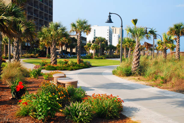 istock Palmettos grow in a small park 2146763583