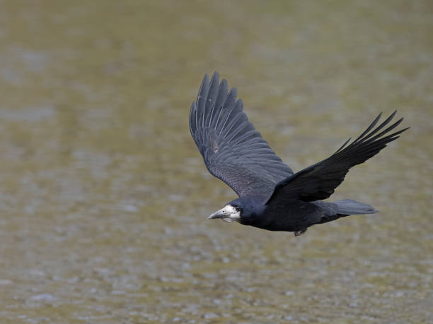 istock Rook, Corvus frugilegus 2146769865