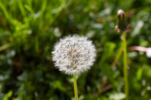 White fluffy dandelion on a background of green grass in the summer