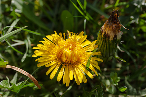 Spring yellow single dandelion in green grass