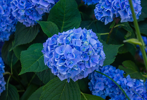 Blue hydrangea flowers close up. Lush bush with abundance of blue Hydrangea flowers with green leaves growing in garden on summer day from above.