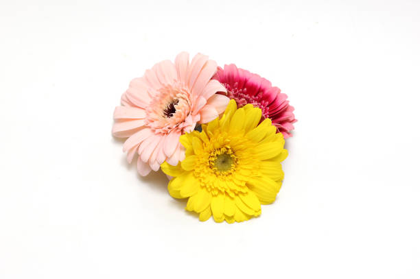 Transvaal daisies gerbera flowers isolated on a white background.