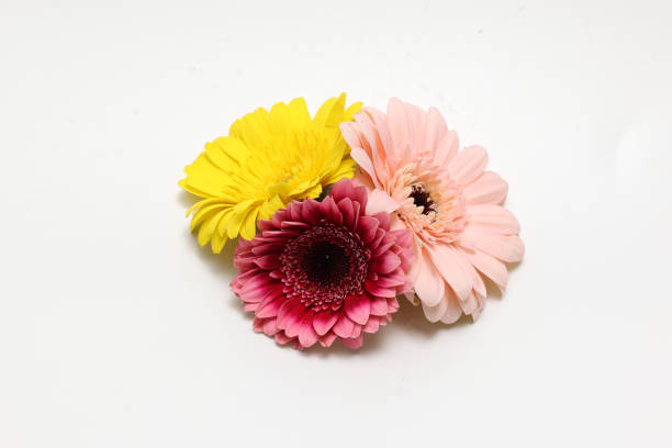 istock Transvaal daisies gerbera flowers isolated on a white background. 2146780384