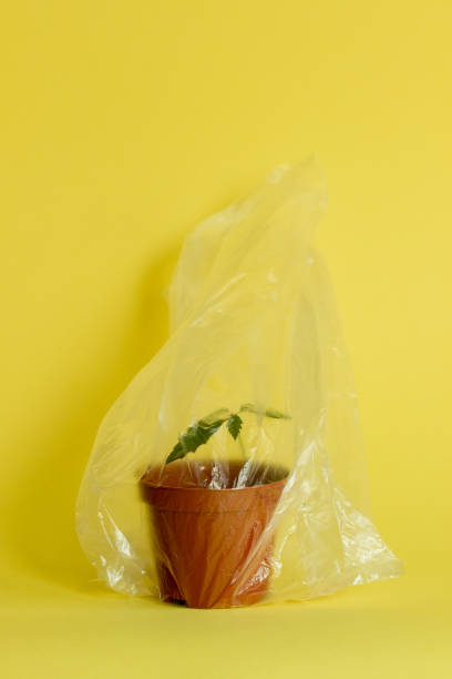 istock a young tree in a pot in a transparent plastic bag, symbolizing pollution and the fight for the environment 2146783514