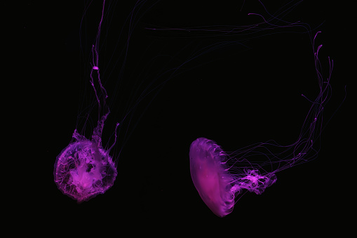 Atlantic sea nettle, Chrysaora quinquecirrha, East Cost sea nettle. Group of fluorescent jellyfish floating in pink illuminated aquarium. Theriology, biodiversity, undersea life, aquatic organism