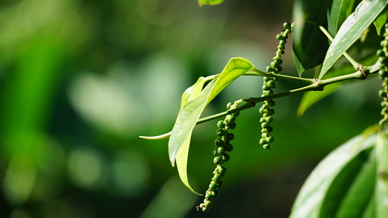 Black pepper (Piper nigrum, peppercorn, merica, lada, sahang) on the tree