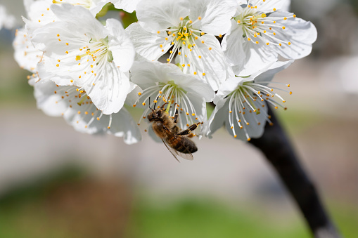Cherry blossom and bee in Spring