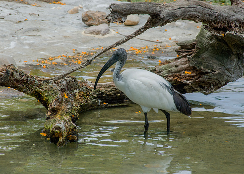 A captive black and white African Sacred Ibis, Threskiornis aethiopicus, wading in a pool of water next to a weathered log. Profile, side view.