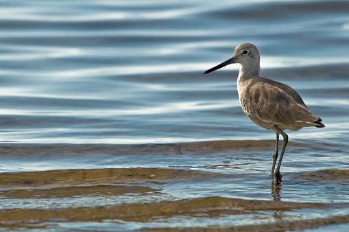 An adult Willet, Tringa semipalmata, in non-breeding plumage, wades on the gulf coast of Florida. Large gray-brown Sandpiper. Copy space.