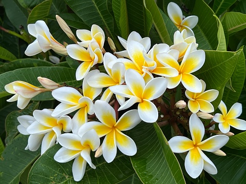 Extreme closeup photo of green leaves and fragrant yellow and white flowers growing on a coastal Frangipani tree.
