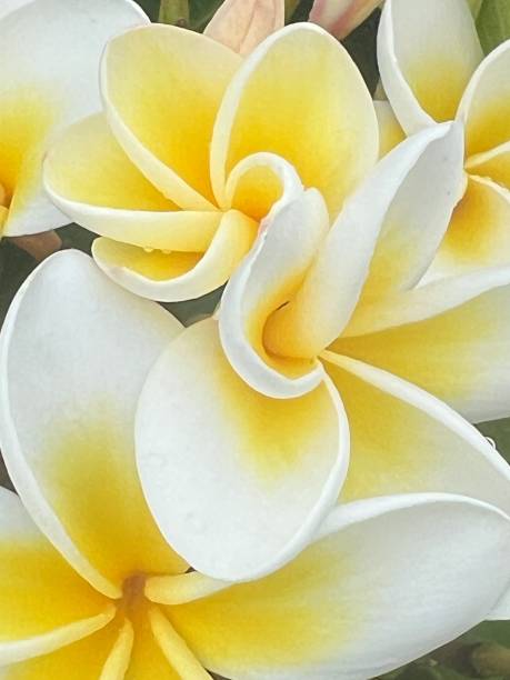 Extreme closeup photo of fragrant yellow and white flowers growing on a coastal Frangipani tree.