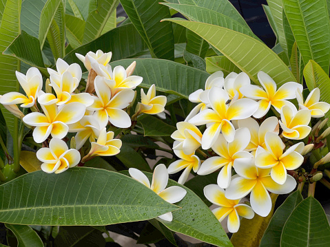 Closeup photo of green leaves and fragrant yellow and white flowers growing on a coastal Frangipani tree.