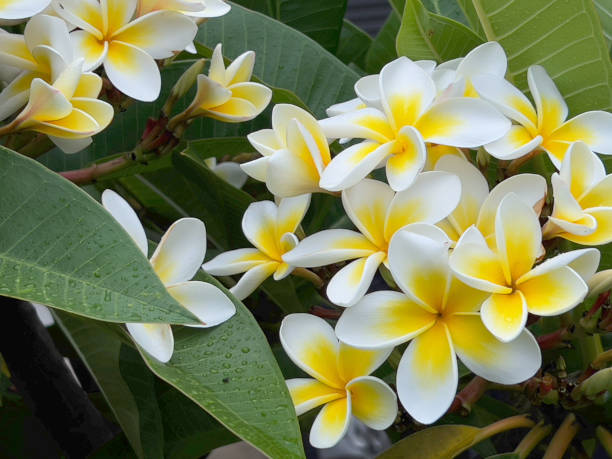 istock Frangipani Flowers in Summer 2146815784