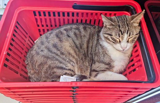 Cute Cat in Shopping Cart