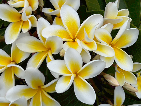 Extreme closeup photo of green leaves and fragrant yellow and white flowers growing on a coastal Frangipani tree.