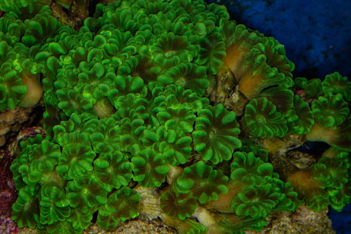 Montipora Coral.