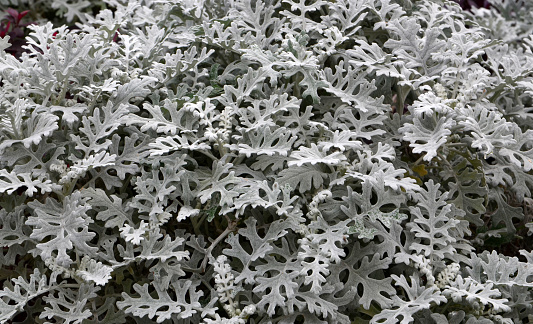 Jacobaea maritima also called Senecio cineraria.Ornamental garden plant with beautiful fluffy silvery leaves.Selective focus.