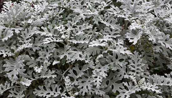 Jacobaea maritima also called Senecio cineraria.Ornamental garden plant with beautiful fluffy silvery leaves.Selective focus.