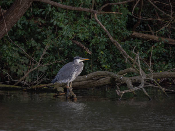 istock Grey Heron on Branch in Lake 2146848648