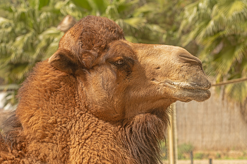 Close-up of a camel at the zoo.