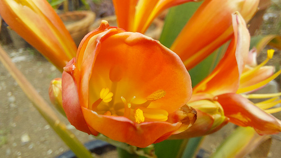 Clivia miniata, the Natal lily or bush lily, is a species of flowering plant in the genus Clivia of the family Amaryllidaceae, native to woodland habitats in South Africa and Eswatini. It is also widely cultivated as an ornamental.